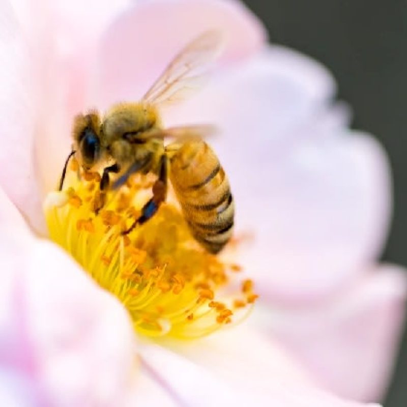 bee-feeding-on-nectar_ver_3