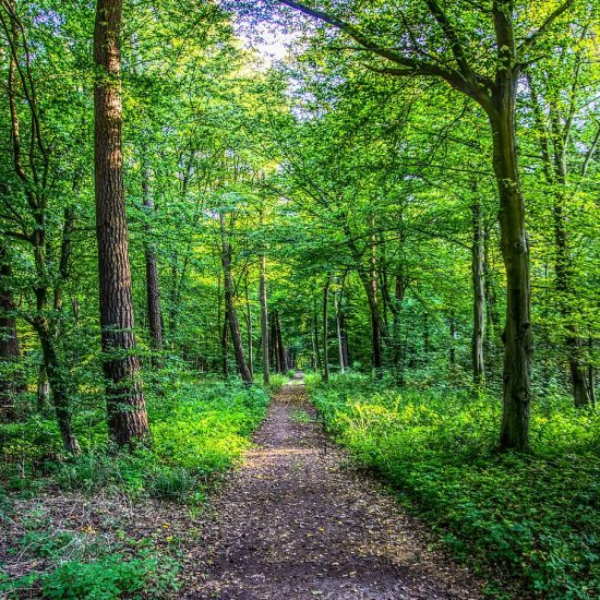 forest-forest-path-leaves-tree