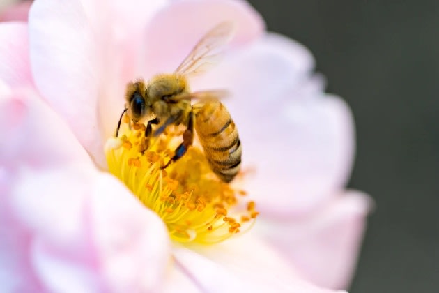bee-feeding-on-nectar_ver_3