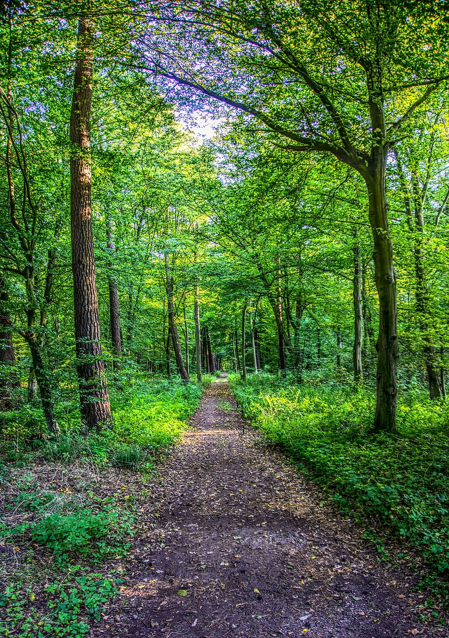 forest-forest-path-leaves-tree